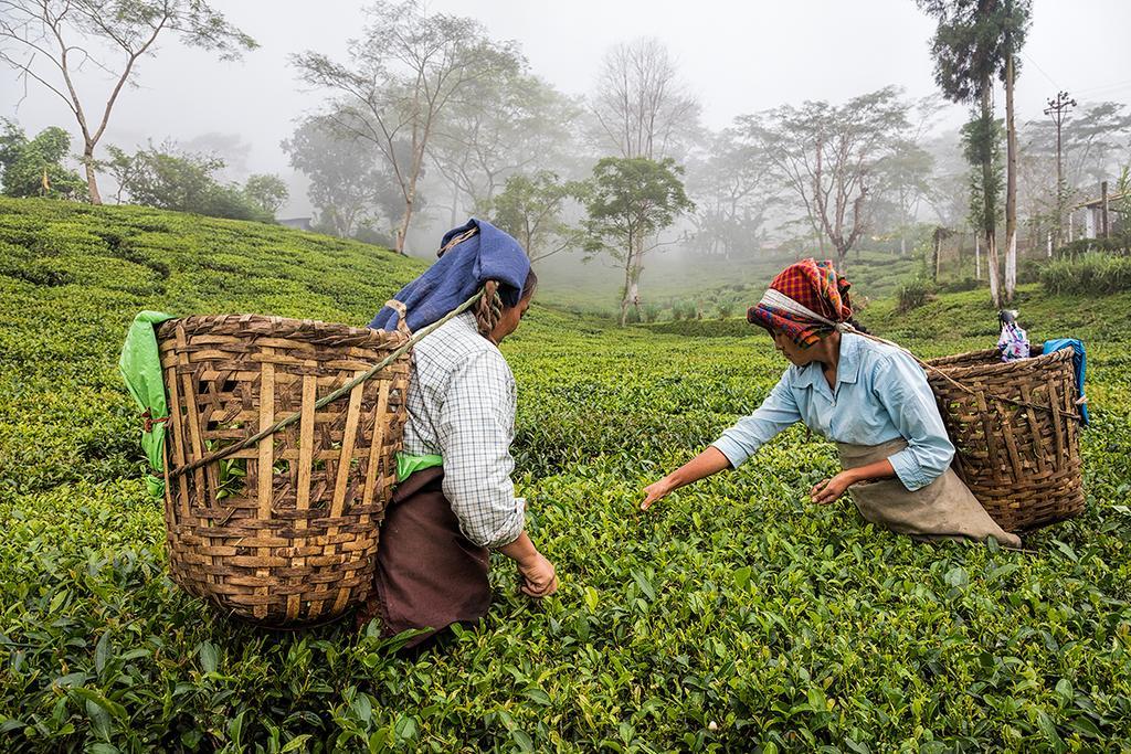 Ging Tea House Guest House Darjeeling  Bagian luar foto