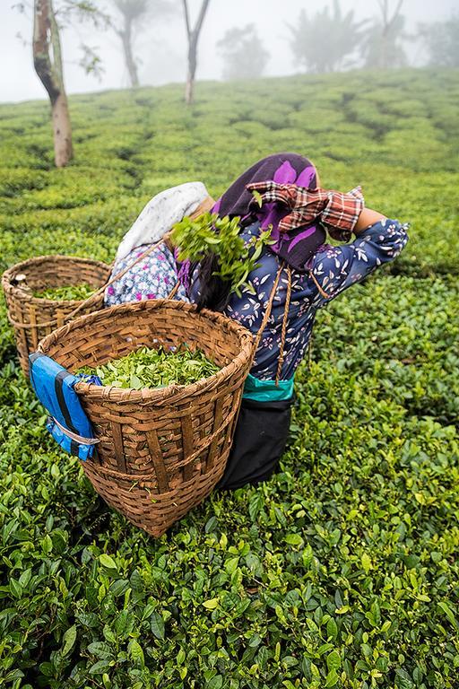 Ging Tea House Guest House Darjeeling  Bagian luar foto