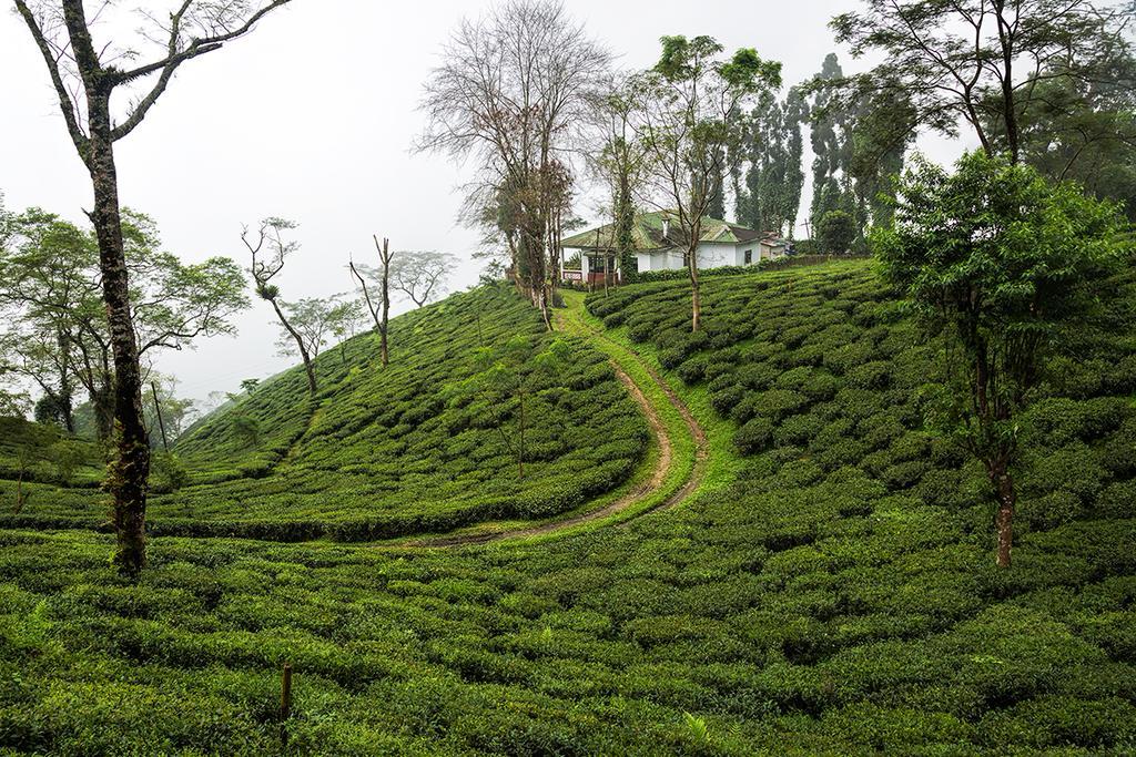 Ging Tea House Guest House Darjeeling  Bagian luar foto