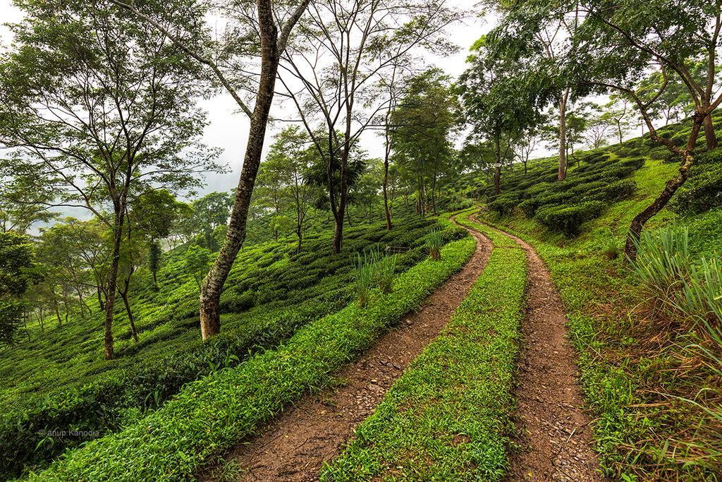 Ging Tea House Guest House Darjeeling  Bagian luar foto